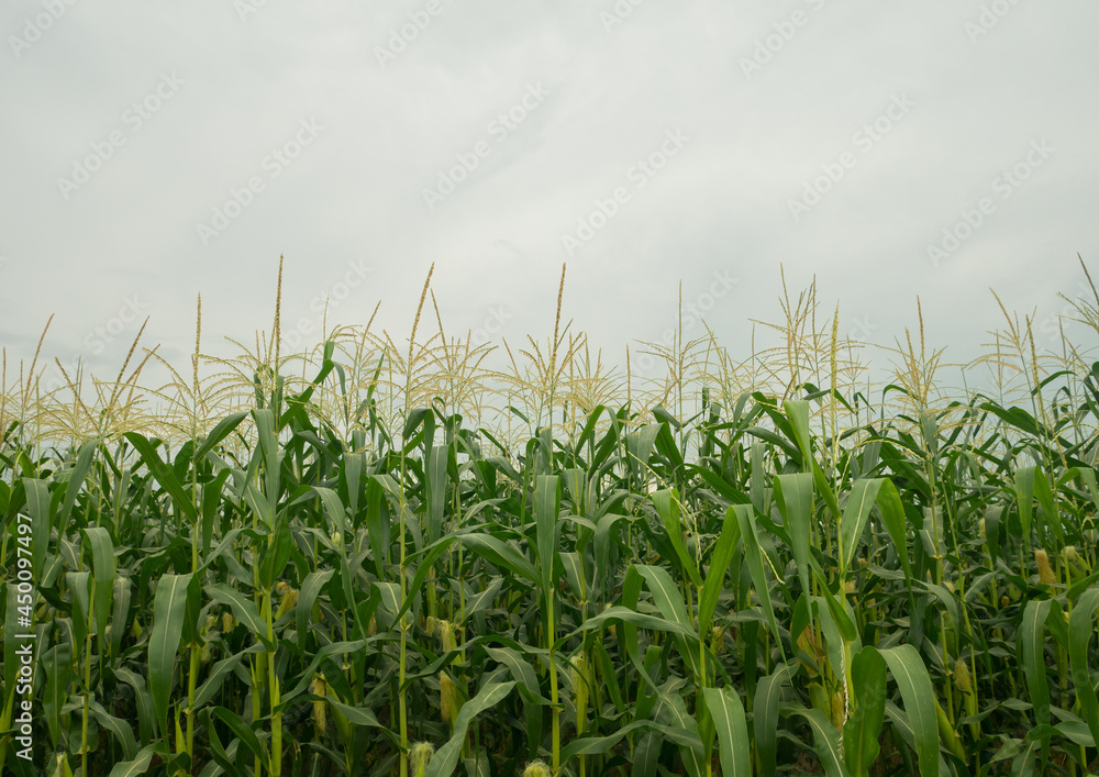Obraz premium Corn fields beautiful natural view rainy season