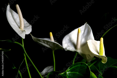 Fototapeta Naklejka Na Ścianę i Meble -  Anthurium House Plant Flowers on a Black Background
