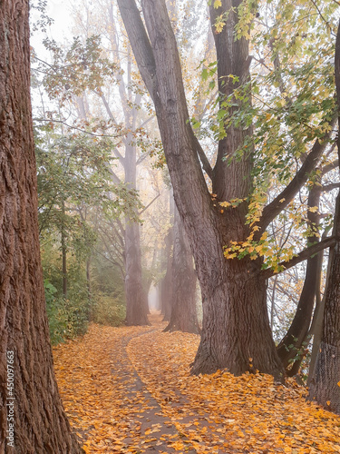 Autumn landscape near the Danube river, Regensburg city, Europe. Walking trough the forest on a foggy day.
