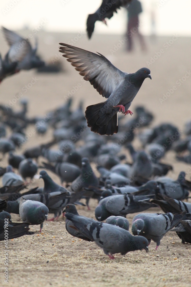 pigeons on the beach and the people around those birds pigeons on the beach and the people around those birds