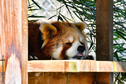 red panda bear