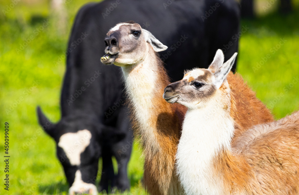 Close up portrait of two cute friendly Alpacas, Wildlife, Funny Animals Smille