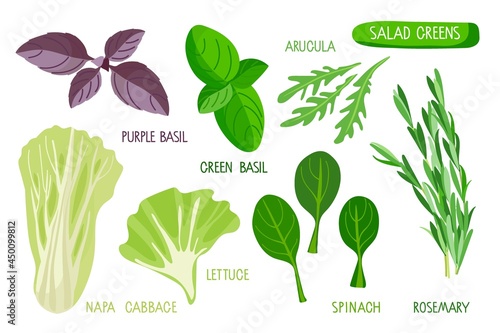 Salad greens set. Collection of fresh plants with inscriptions isolated on white background. Popular salad vegetable greens for cooking. Flat vector Ingredients for healthy dishes. 