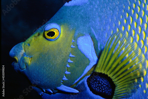 colorful queen angelfish closeup