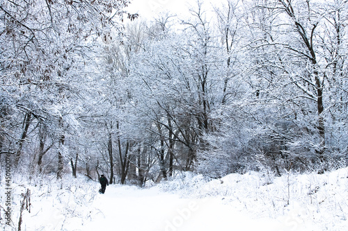 Wonderful, beautiful winter forest landscape. Tall black tree in the park. Wood hills covered with white snow. Uninhabited wilderness. Cold weather, season. Frosty day outdoors in December, January.