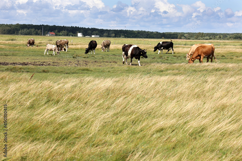 Piękny pejzaż z widokiem na pastwisko i pasące się krowy.  - obrazy, fototapety, plakaty 