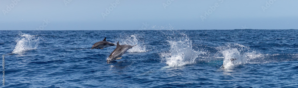 Fototapeta premium Atlantic spotted dolphins jumping and leaping in the waves