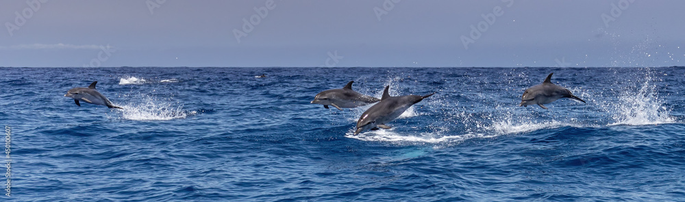 Naklejka premium Atlantic spotted dolphins jumping and leaping in the waves
