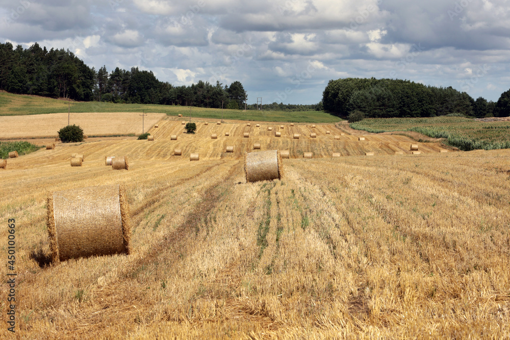 Fototapeta premium Piękny pejzaż na skoszone pole zboża. 