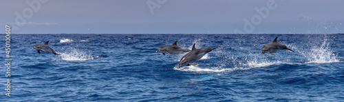 Atlantic spotted dolphins jumping and leaping in the waves