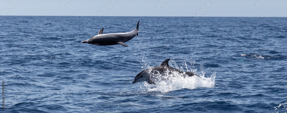 Fototapeta premium Atlantic spotted dolphins jumping and leaping in the waves