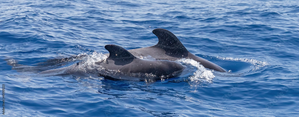 Naklejka premium Pilot whales: mother and calf