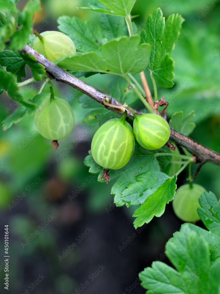 Gooseberries ripening on a branch, green gooseberries in garden

