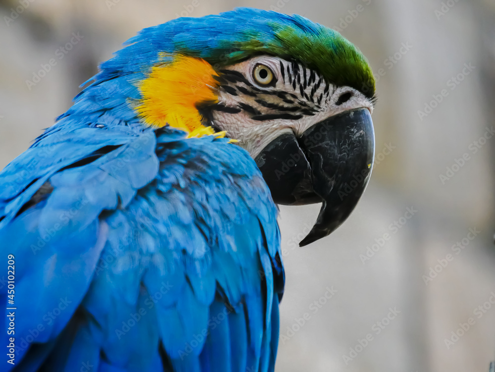 Portrait of a blue and yellow macaw Portrait of a blue and yellow macaw