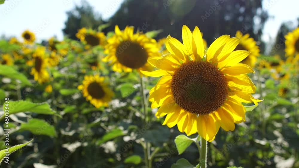 Close up view of many organic sunflower plants growing outside in countryside meadow field. Natural 4k video background. Sunflowers blooming on sunny august in farmland Close up view of many organic sunflower plants growing outside in countryside meadow field. Natural 4k video background. Sunflowers blooming on sunny august in farmland