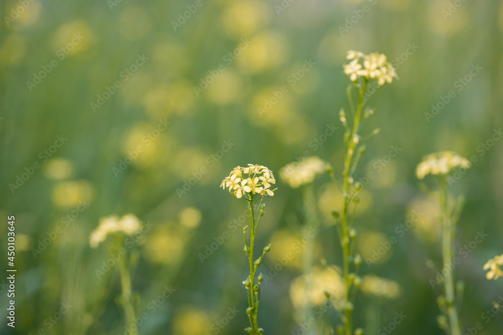 Obraz premium yellow flowers in the meadow