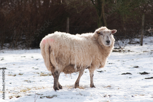 Ein Schaf im Winter