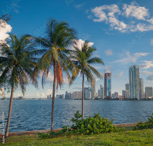 trees on the beach palms coconut panorama horizon Miami Florida downtown buildings paradise 