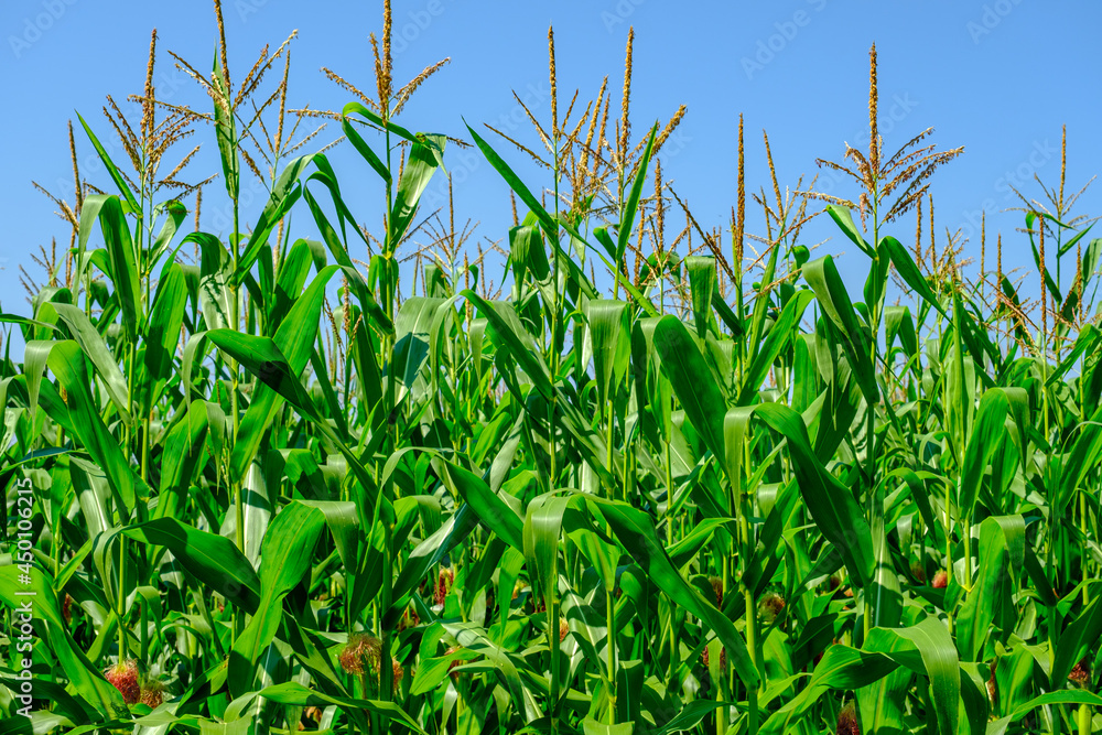 Obraz premium green corn field on blue sky