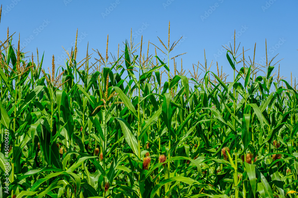 Fototapeta premium green corn field on blue sky