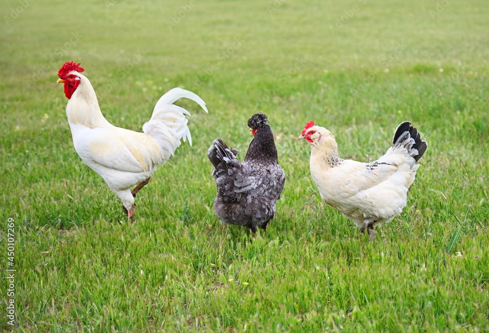 Fototapeta premium A rooster with chickens graze on the green lawn