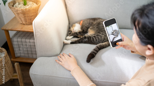 Cat lover female hands taking photo her lovely cat at home friendship Animal lover  lifestyle concept