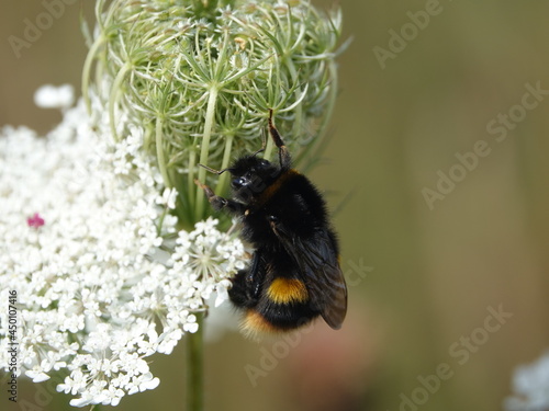 buff tailed bumblebee queen (Bombus terrestris) photo