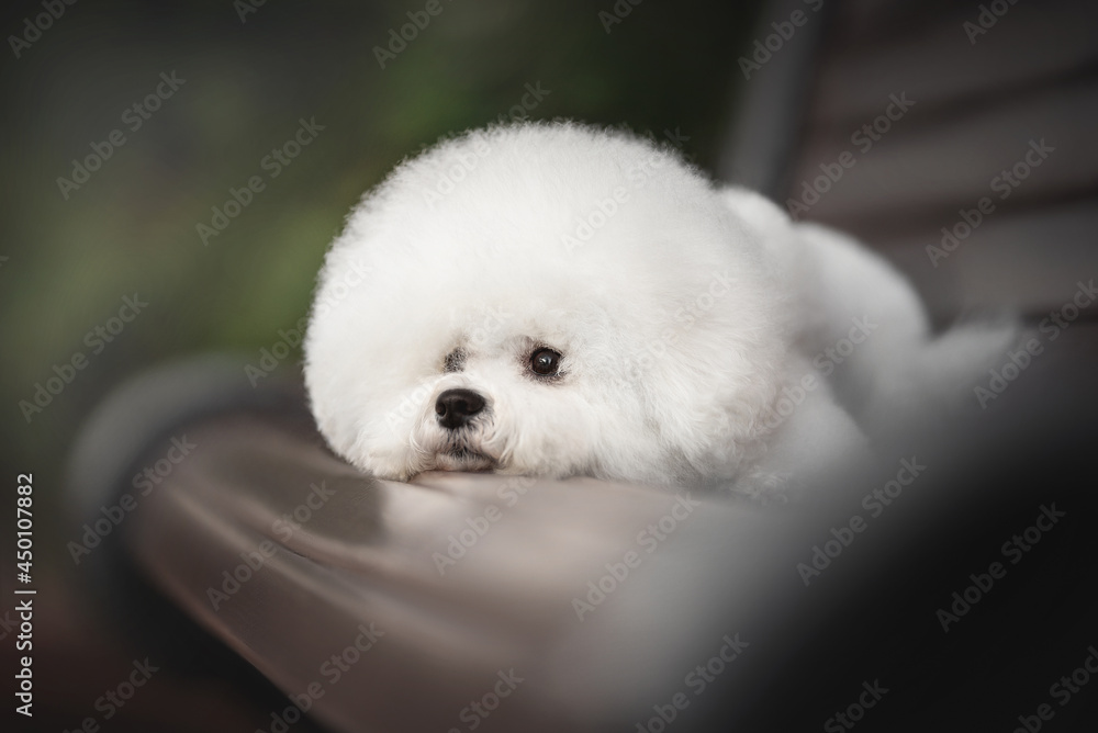 A pensive white Bichon Frize lying on a brown wooden and metal bench and looking to the side against the background of a green snowless winter landscape A pensive white Bichon Frize lying on a brown wooden and metal bench and looking to the side against the background of a green snowless winter landscape