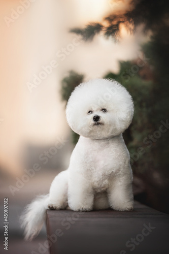 A funny white Bichon Frize with a beautiful haircut and a fluffy tail sitting on a stone border near green spruce branches and looking to the side against the background of a snowless sunset cityscape