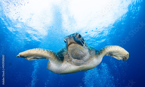 Close up crop of Green Sea Turtle face smiling for camera in  Indonesia Ocean