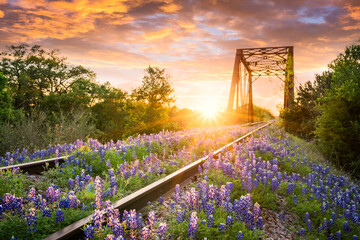 Fotobehang Cappuccinokleur Sunset over railway bluebonnet flowers  © Jason Stitt