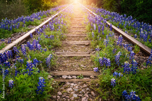 Railway track with bluebonnet flowers