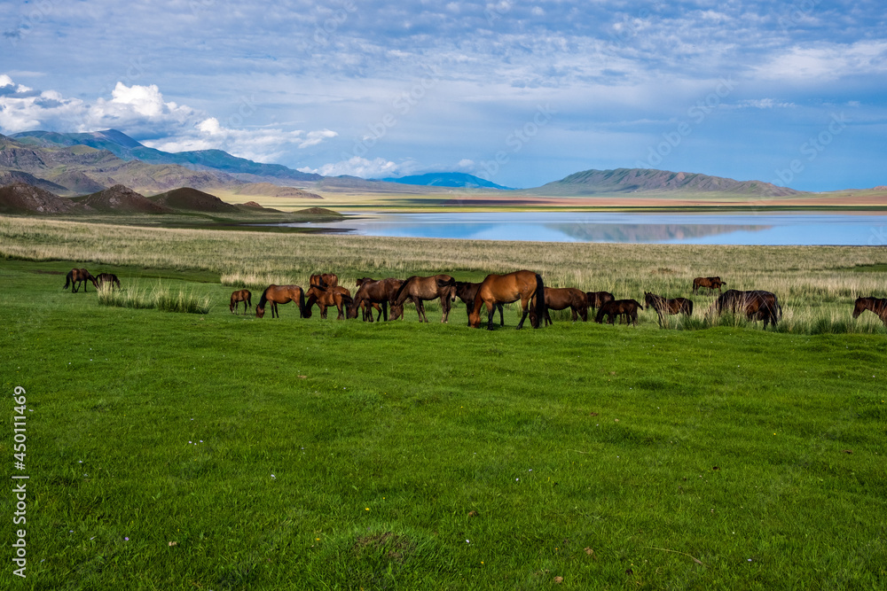 Obraz premium Horses on a mountain lake at sunset