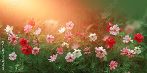 Fototapeta Naklejka Na Ścianę i Meble -  Cosmos flowers beautiful in the garden