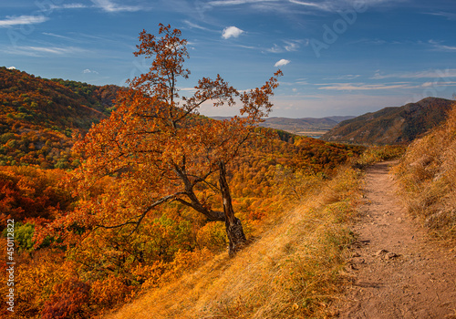 Nice autumnal scene in the ...