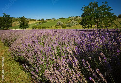 Nice lavender field in Hung...