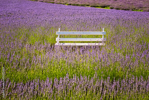 Nice lavender field in Hung...