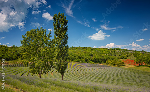Nice lavender field in Hungary in spring	