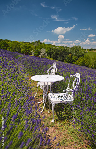 Nice lavender field in Hung...
