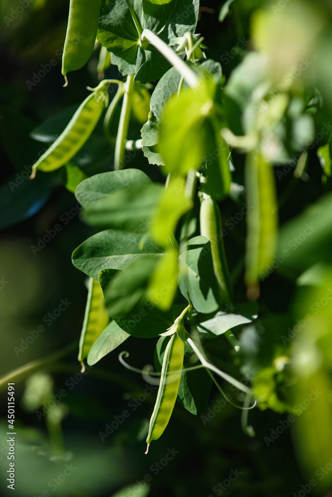 close up of green pea pods. close up of green pea pods.