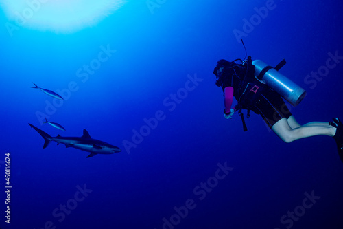 Fototapeta Naklejka Na Ścianę i Meble -  A young female scuba diver enjoys being in the deep blue ocean up close and personal with a Caribbean reef shark