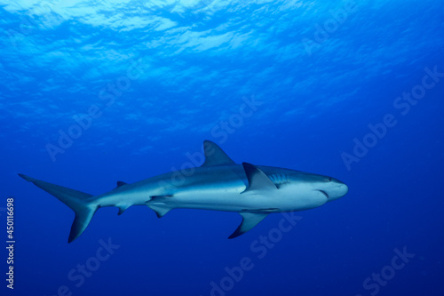 A fully grown adult Caribbean reef shark patrolling the deep blue water. These apex predators are imperative to manage a healthy ecosystem