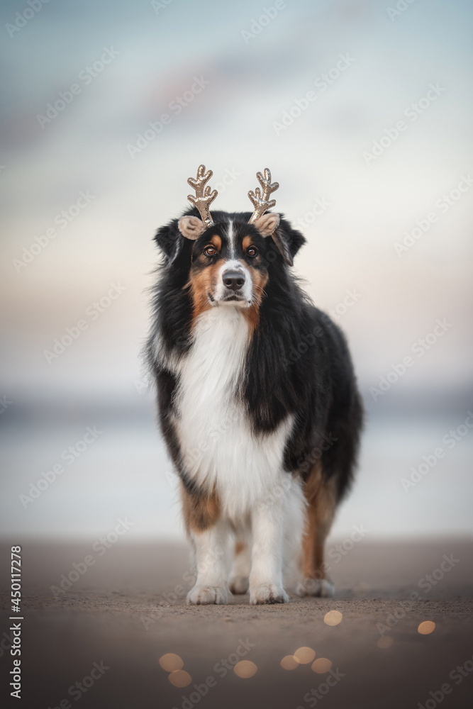 A cute tricolor australian shepherd dog in toy shiny reindeer antlers standing on a sandy beach among burning lights against the backdrop of a foggy dawn sky and a frozen lake