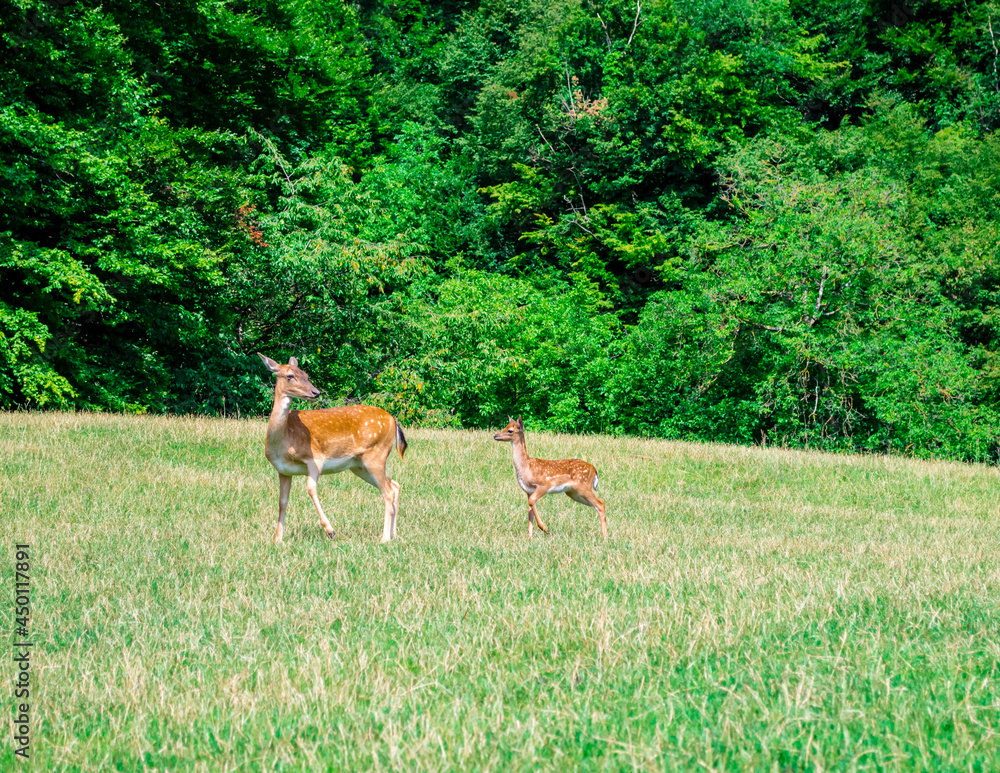 A mother deer and her fawn. Deer farm in Olimje, Slovenia.