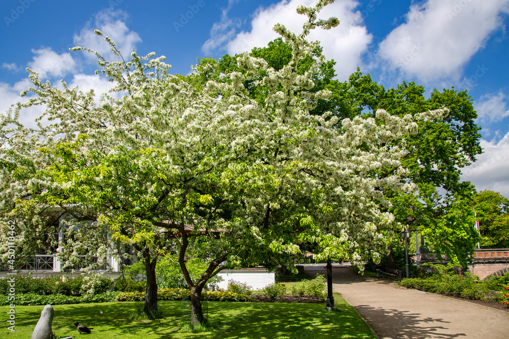 Cherry blossom trees in a beautiful Kronvalda Park, Riga, capital of Latvia.