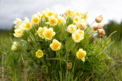 Large bush of blooming Pulsatilla patens