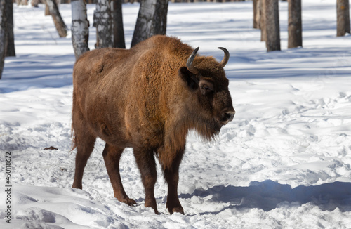 adult male bison stands in the snow on a winter day