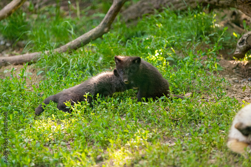 fox laying in the grass