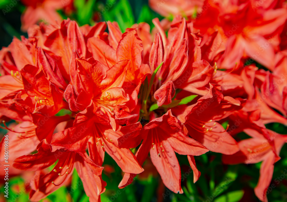 Lush flowering red rhododendron Catawbiense Grandiflorum bush on a bright spring day Lush flowering red rhododendron Catawbiense Grandiflorum bush on a bright spring day