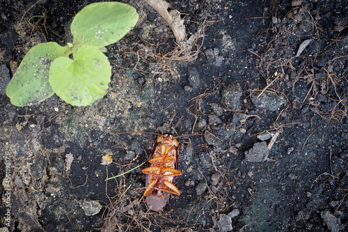 leaf on the ground